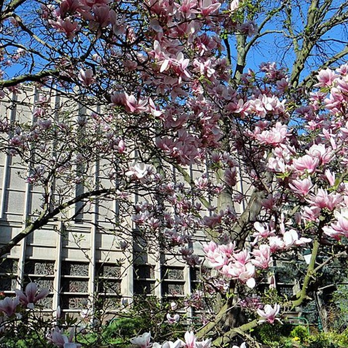 Photo de Église Saint-Jacques-le-Majeur de Montrouge