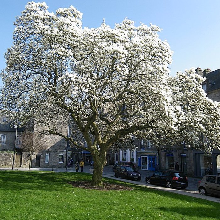 Photo de Église Saint-Malo de Dinan
