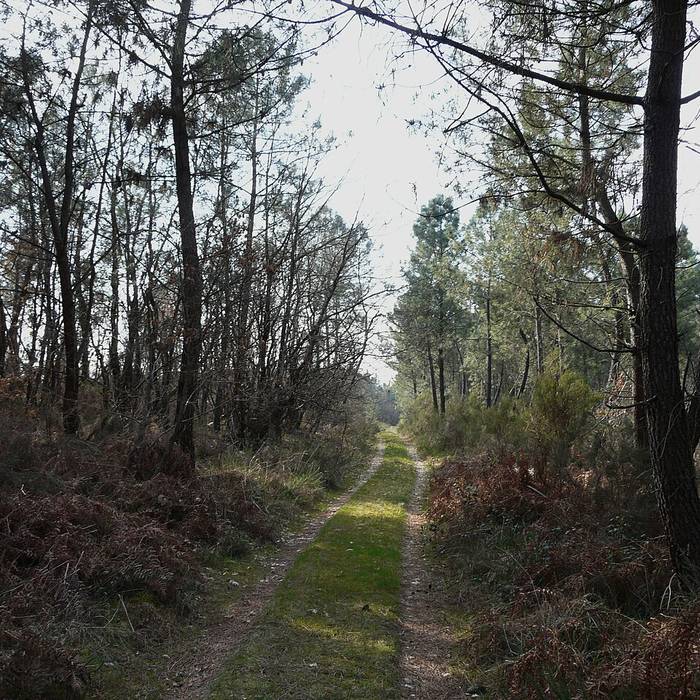 Photo de Église Saint-Martin de Saint-Martin-lAstier