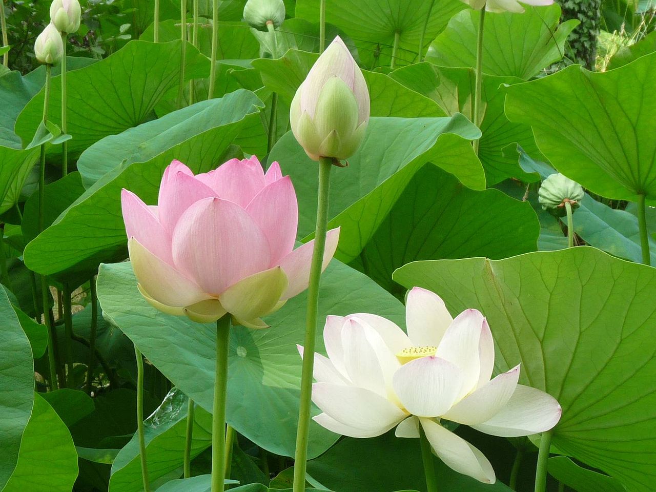 Église Saint-Pierre de Barbotan