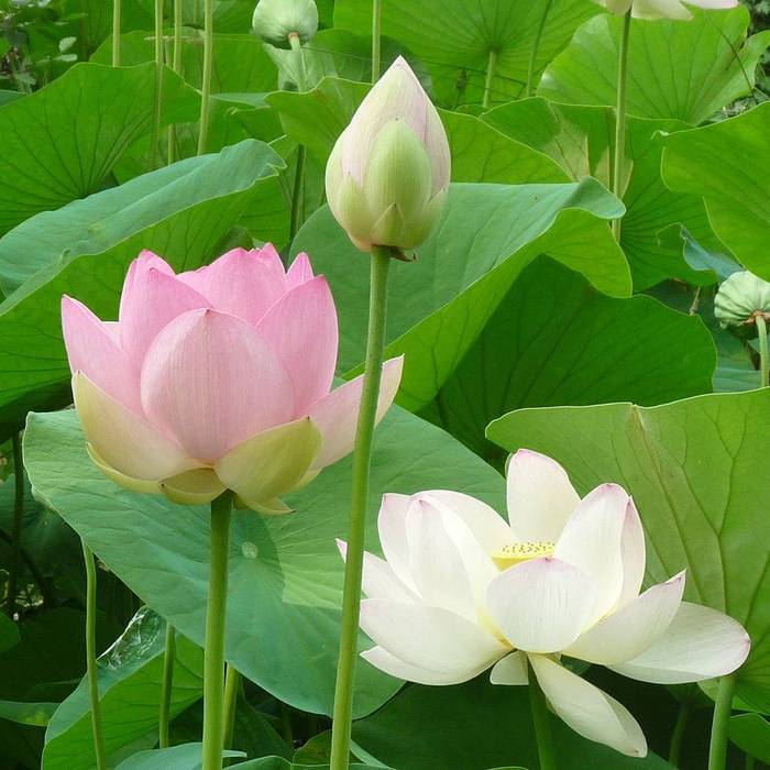 Photo de Église Saint-Pierre de Barbotan