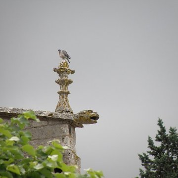 Église Saint-Pierre de Chartres