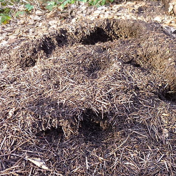 Photo de Ferrier antique de Tannerre-en-Puisaye