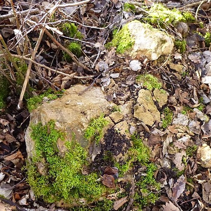 Photo de Ferrier antique de Tannerre-en-Puisaye