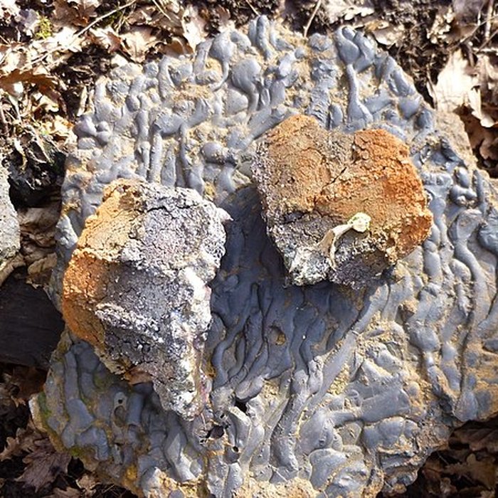 Photo de Ferrier antique de Tannerre-en-Puisaye