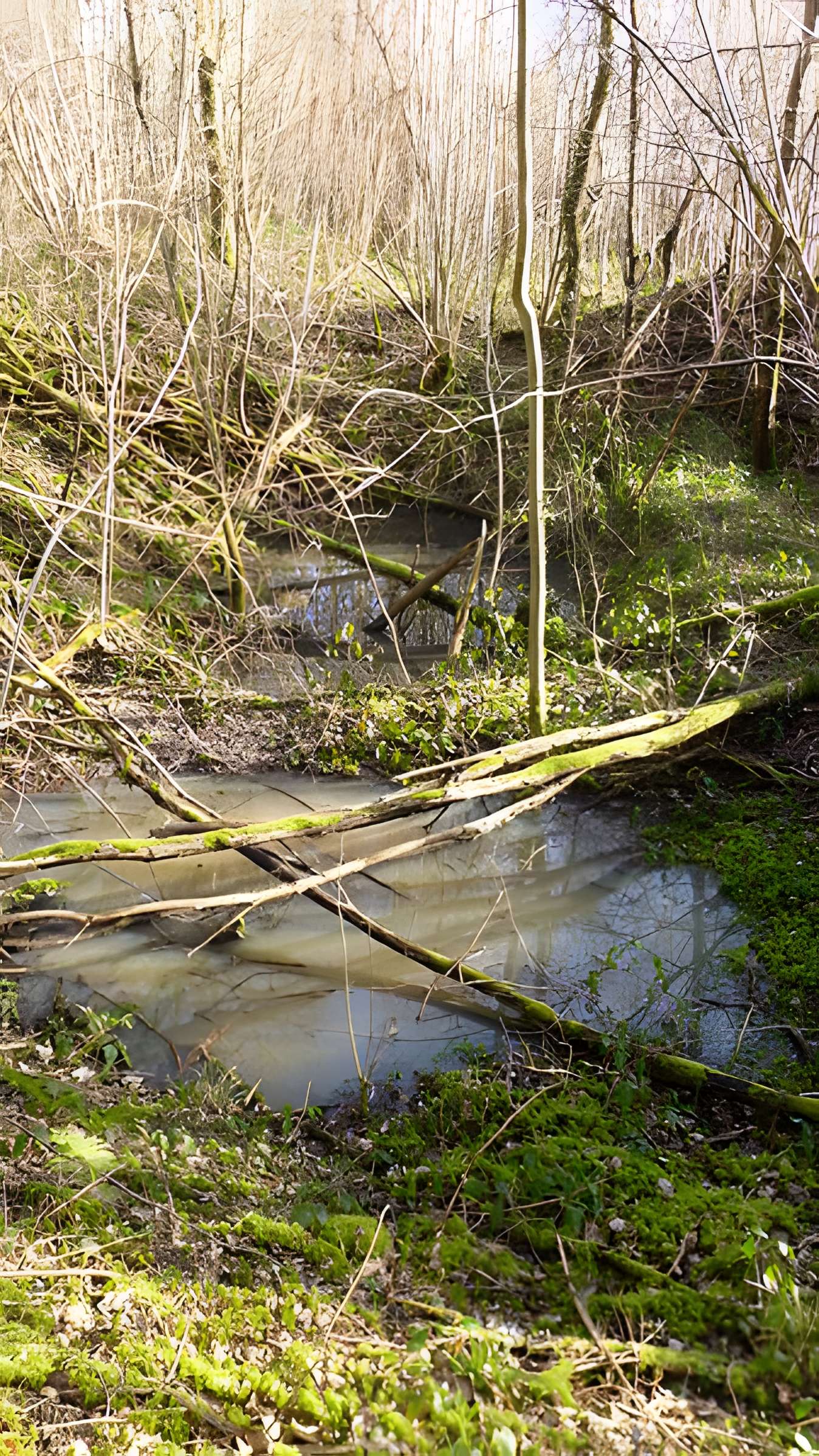 Ferrier antique de Tannerre-en-Puisaye