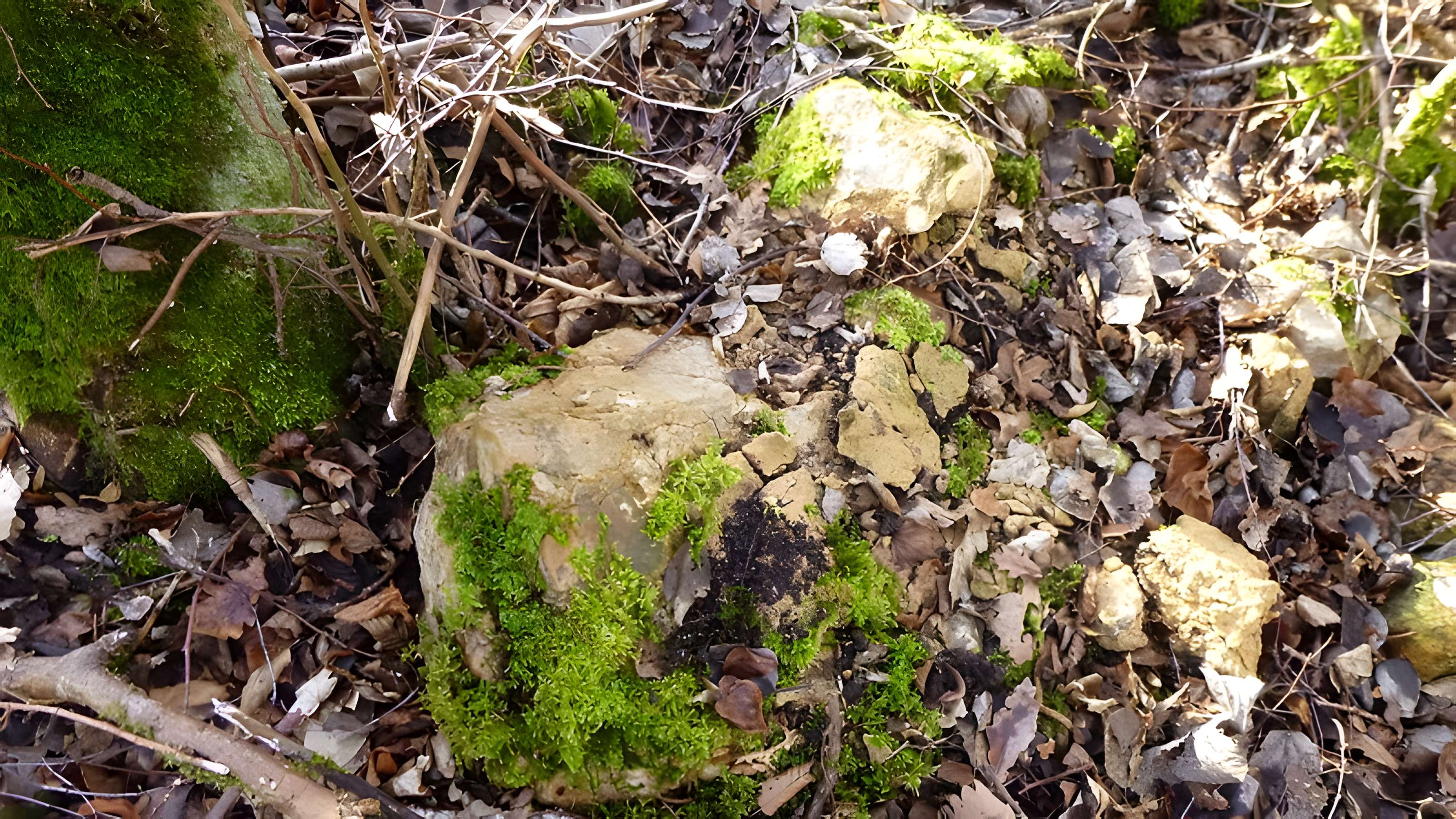 Ferrier antique de Tannerre-en-Puisaye