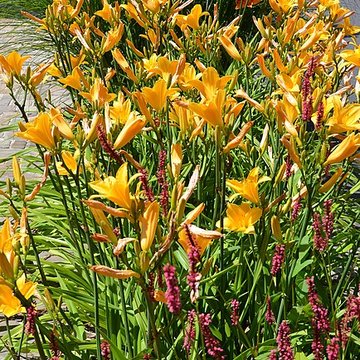 Enceinte de Domfront