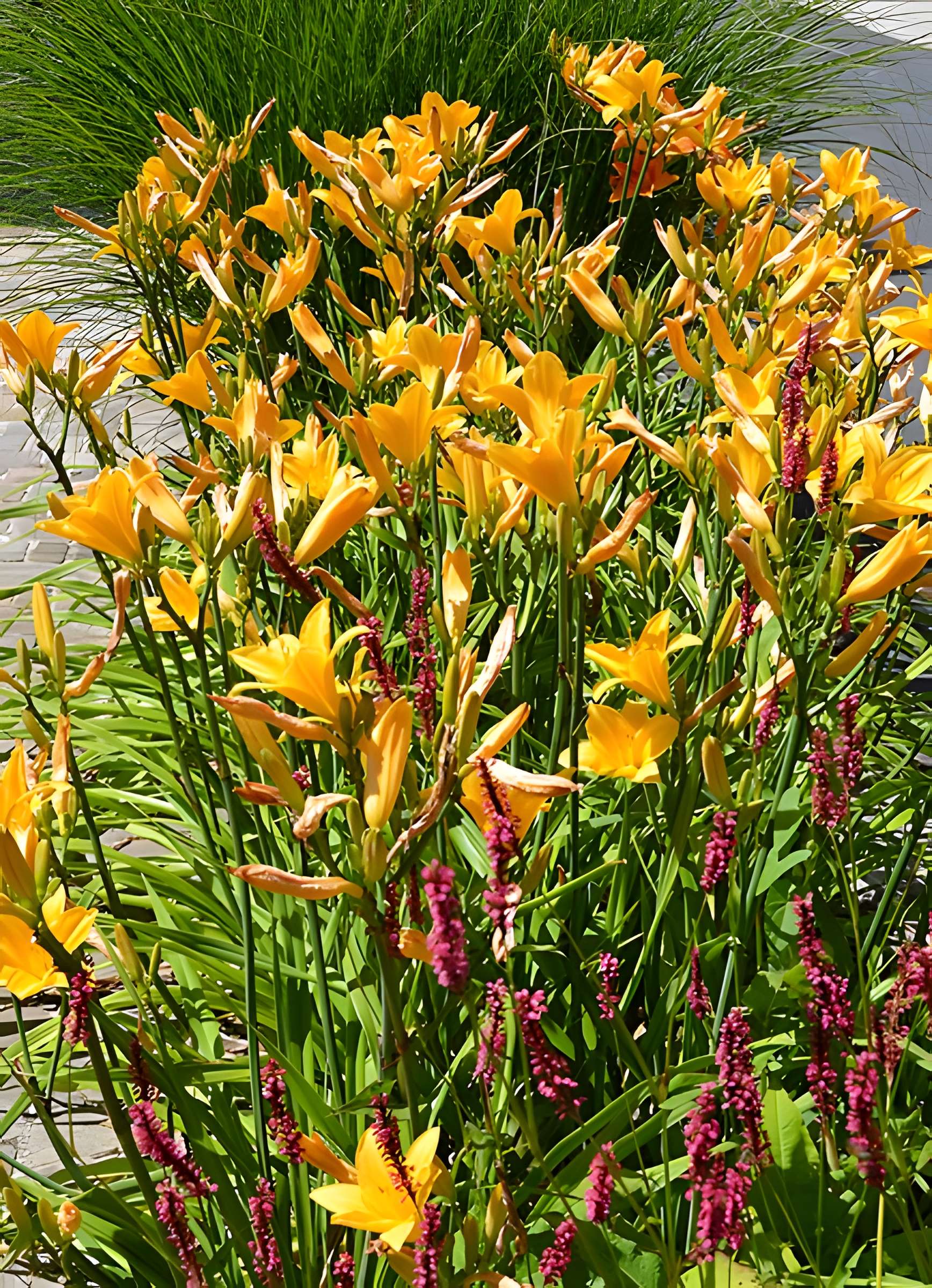 Enceinte de Domfront