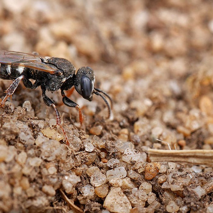 Photo de Fort du Loch