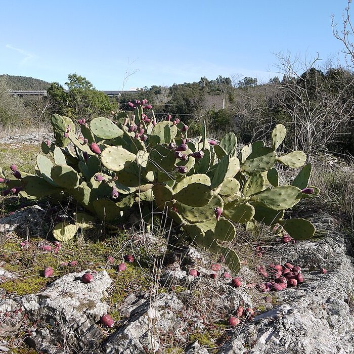 Photo de Vestiges des fortifications romaines