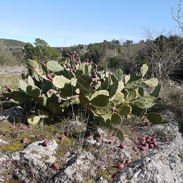 Vestiges des fortifications romaines