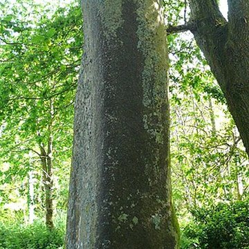 Grand menhir de Kerangosker à Pont-Aven
