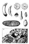 Photo de Grotte de l'Éléphant à Gourdan-Polignan