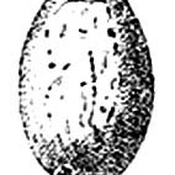 Photo de Grotte de lÉléphant à Gourdan-Polignan