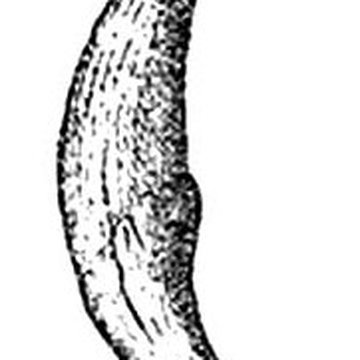 Grotte de lÉléphant à Gourdan-Polignan