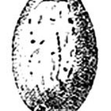 Grotte de lÉléphant à Gourdan-Polignan