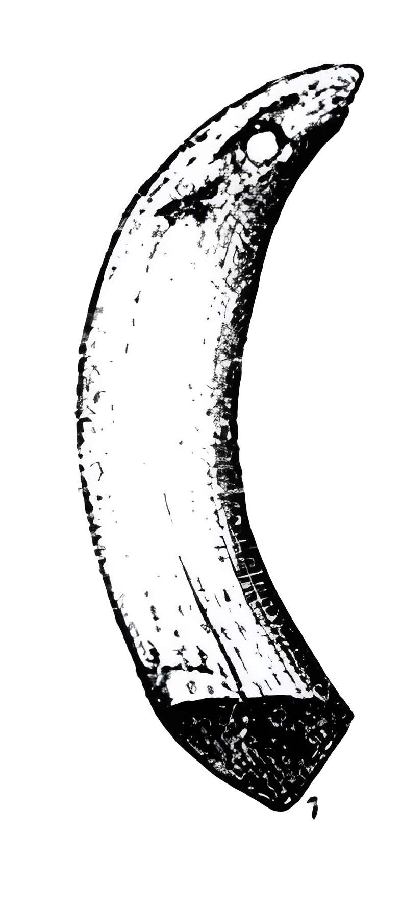 Grotte de l'Éléphant à Gourdan-Polignan