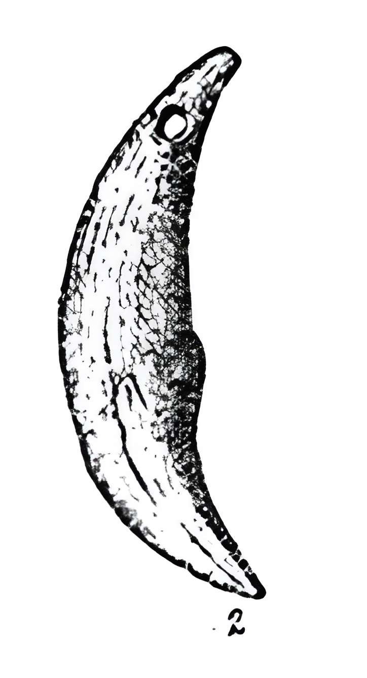 Grotte de l'Éléphant à Gourdan-Polignan