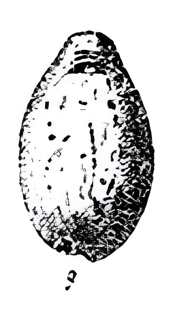 Grotte de l'Éléphant à Gourdan-Polignan