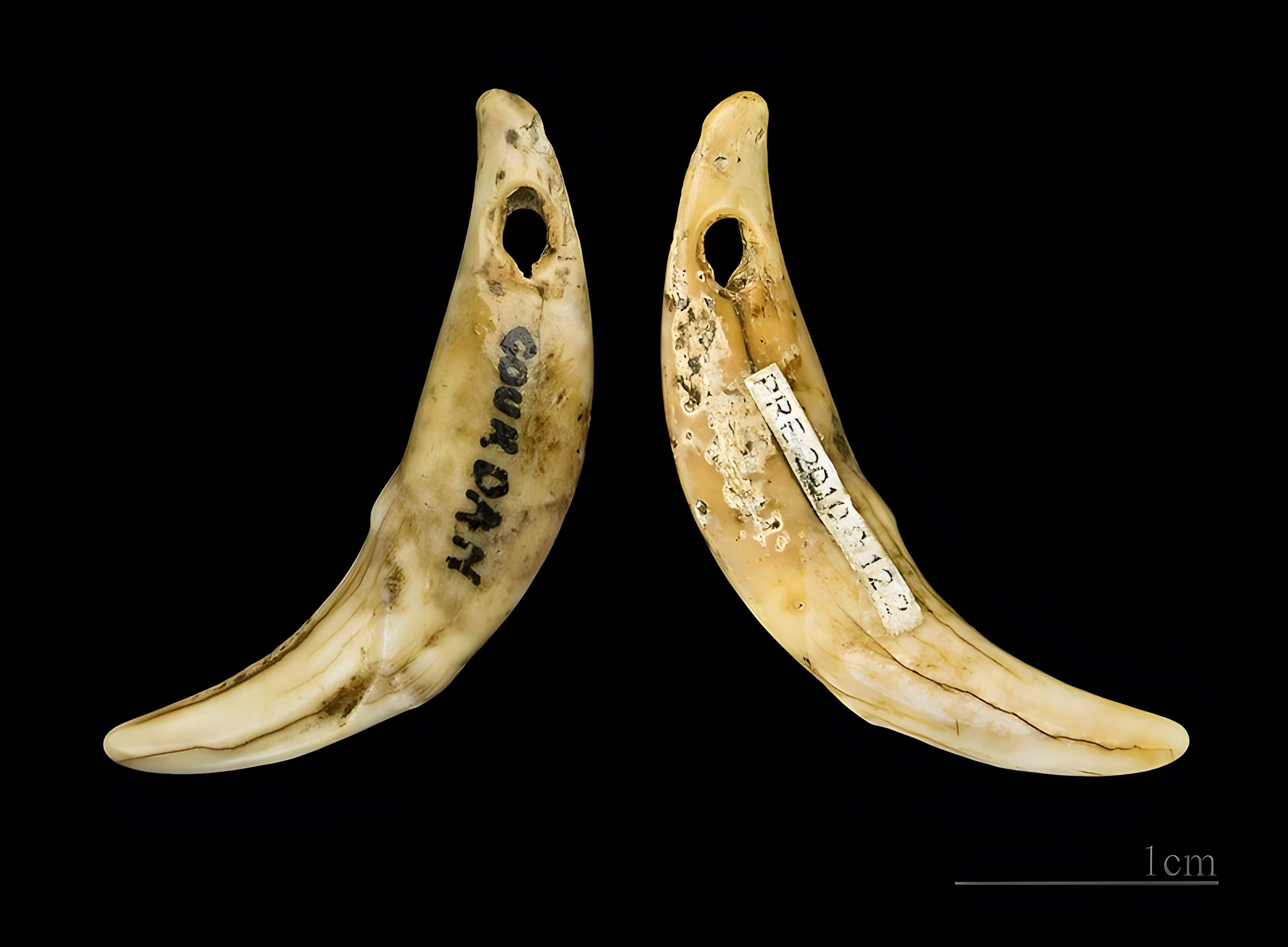 Grotte de l'Éléphant à Gourdan-Polignan