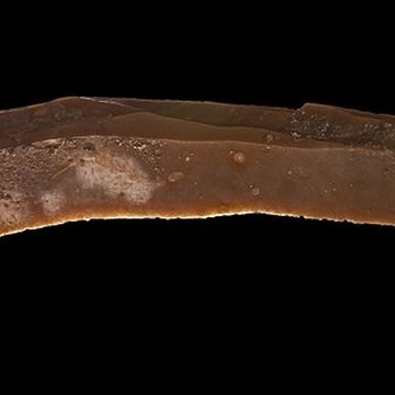 Grotte des Chevaux de Labastide