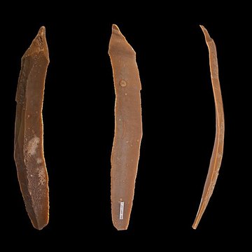 Grotte des Chevaux de Labastide