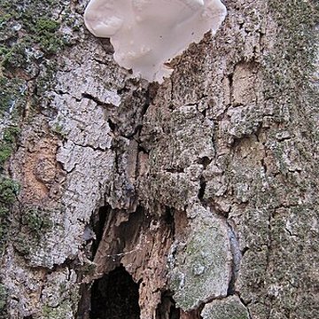 Hôtel Dahus à Toulouse 