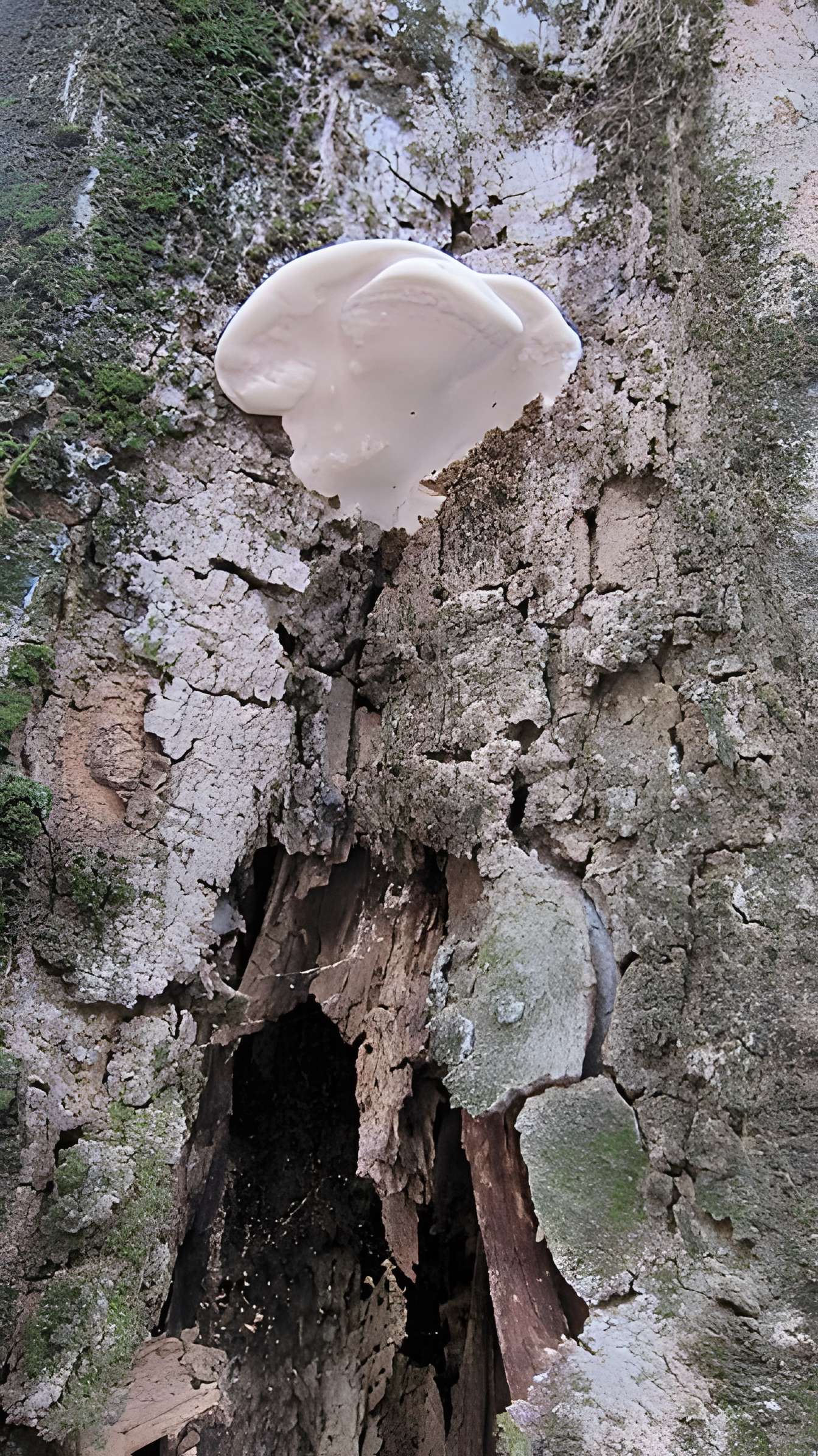 Hôtel Dahus à Toulouse 