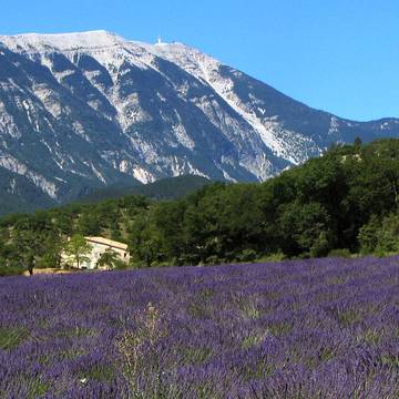 Hôtel de ville dAvignon