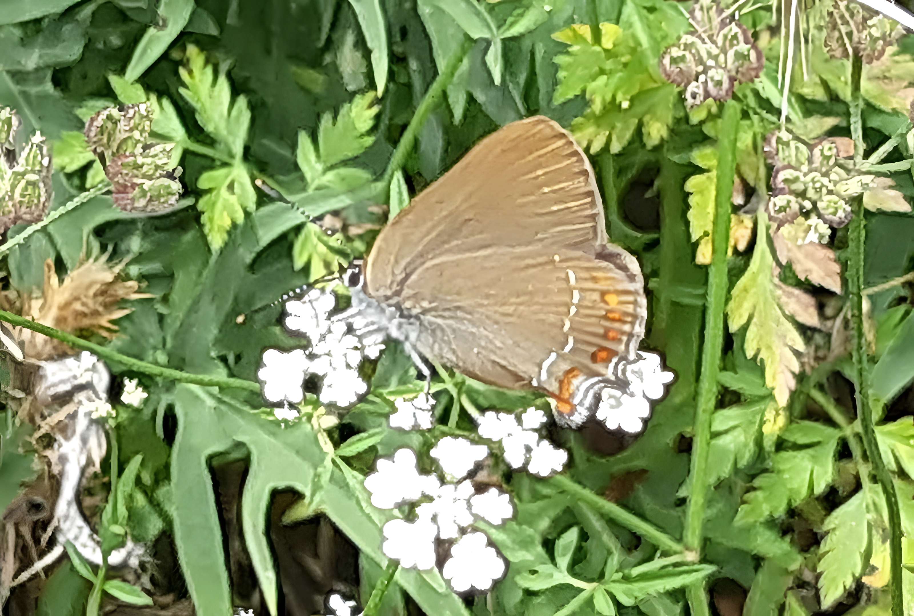 Forteresse de Mornas  