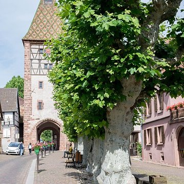 Fortifications de Bergheim
