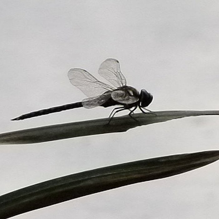Photo de Jardin dAgronomie Tropicale, situé dans le bois de Vincennes