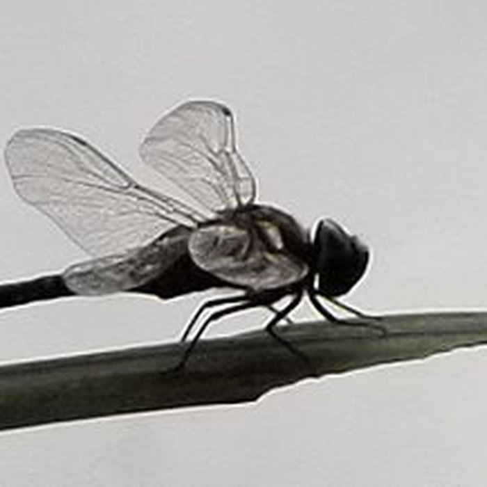 Photo de Jardin dAgronomie Tropicale, situé dans le bois de Vincennes