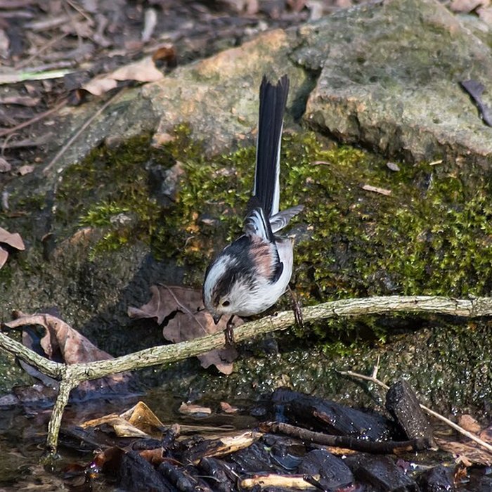 Photo de Jardin dAgronomie Tropicale, situé dans le bois de Vincennes
