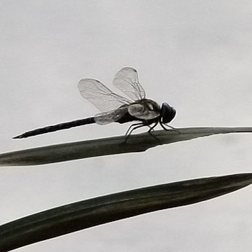 Jardin dAgronomie Tropicale, situé dans le bois de Vincennes