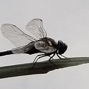 Jardin dAgronomie Tropicale, situé dans le bois de Vincennes