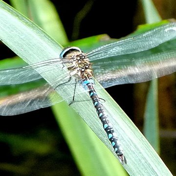 Jardin dAgronomie Tropicale, situé dans le bois de Vincennes