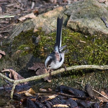 Jardin dAgronomie Tropicale, situé dans le bois de Vincennes
