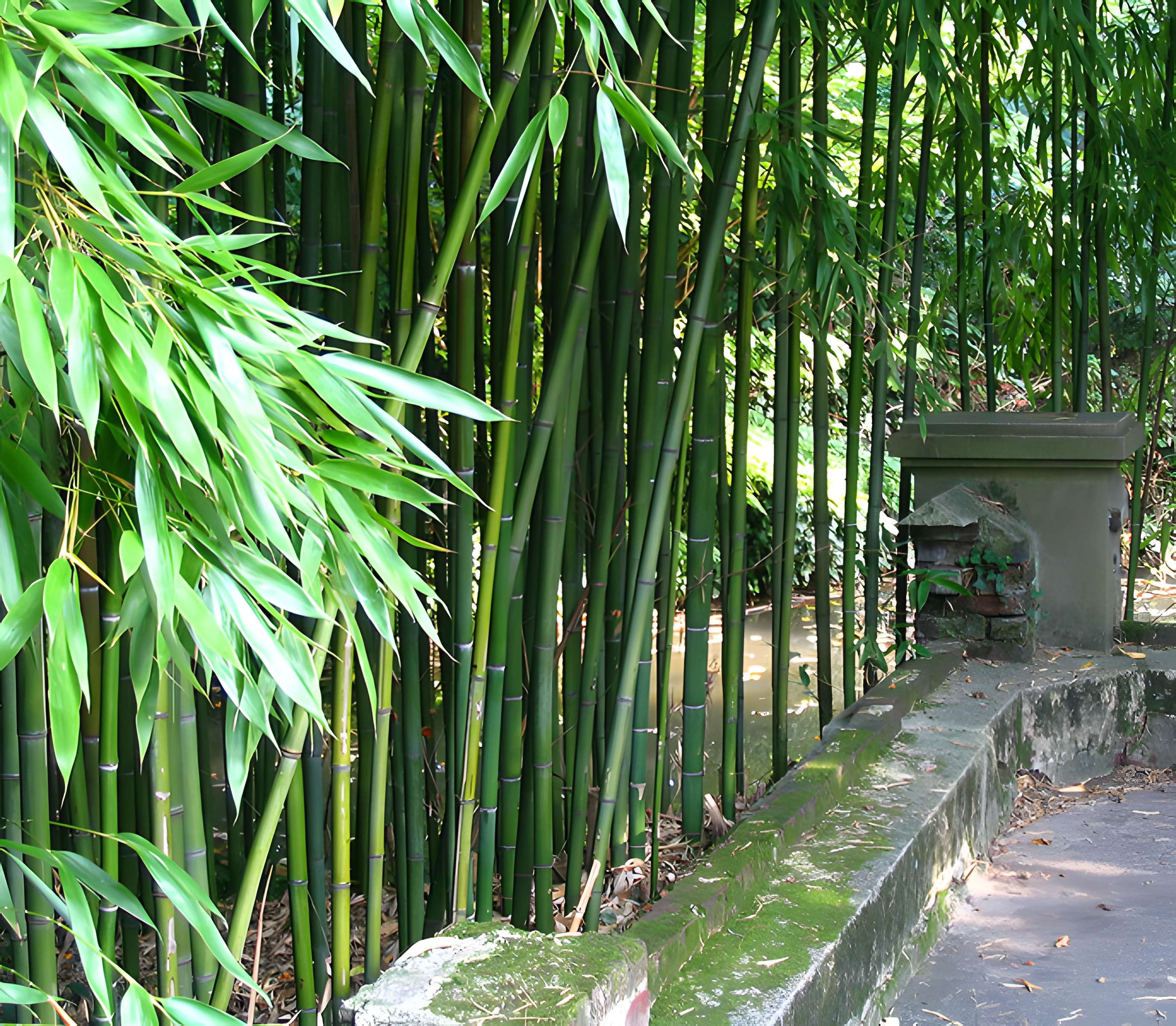 Jardin d'Agronomie Tropicale, situé dans le bois de Vincennes