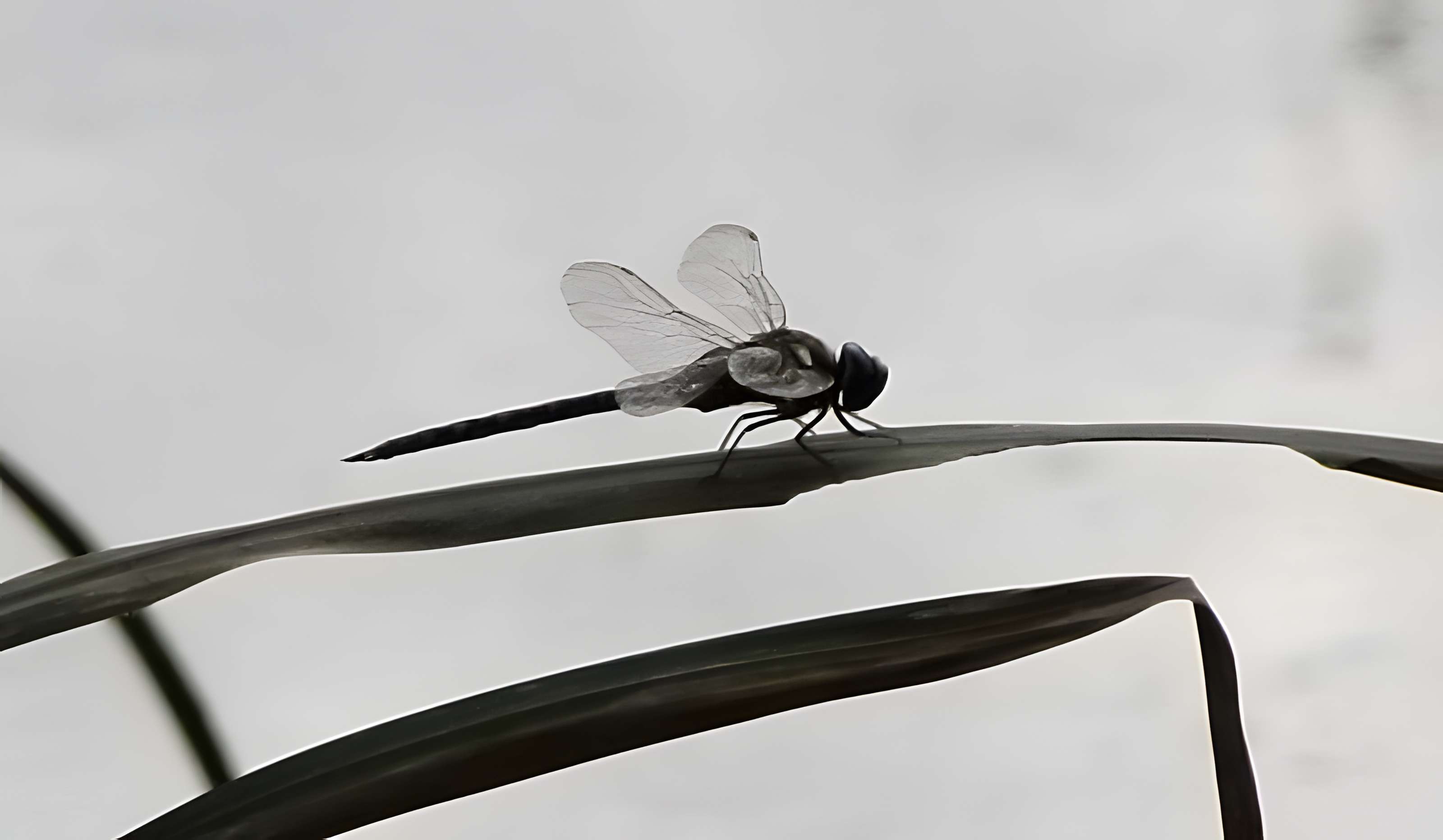 Jardin d'Agronomie Tropicale, situé dans le bois de Vincennes