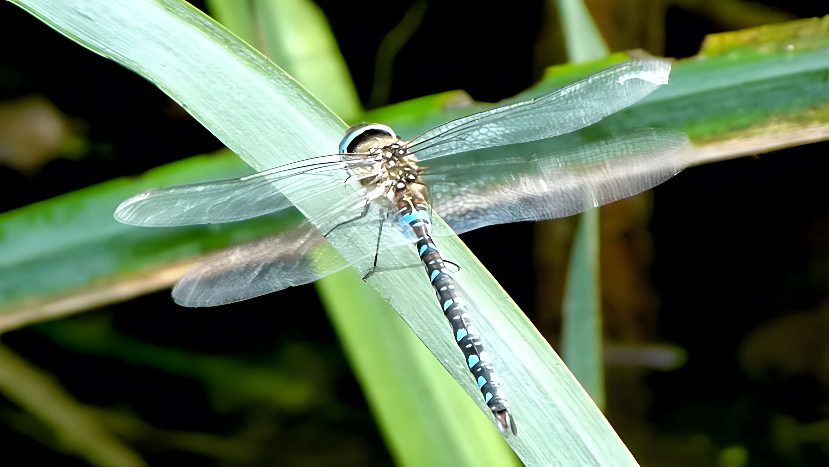 Jardin d'Agronomie Tropicale, situé dans le bois de Vincennes