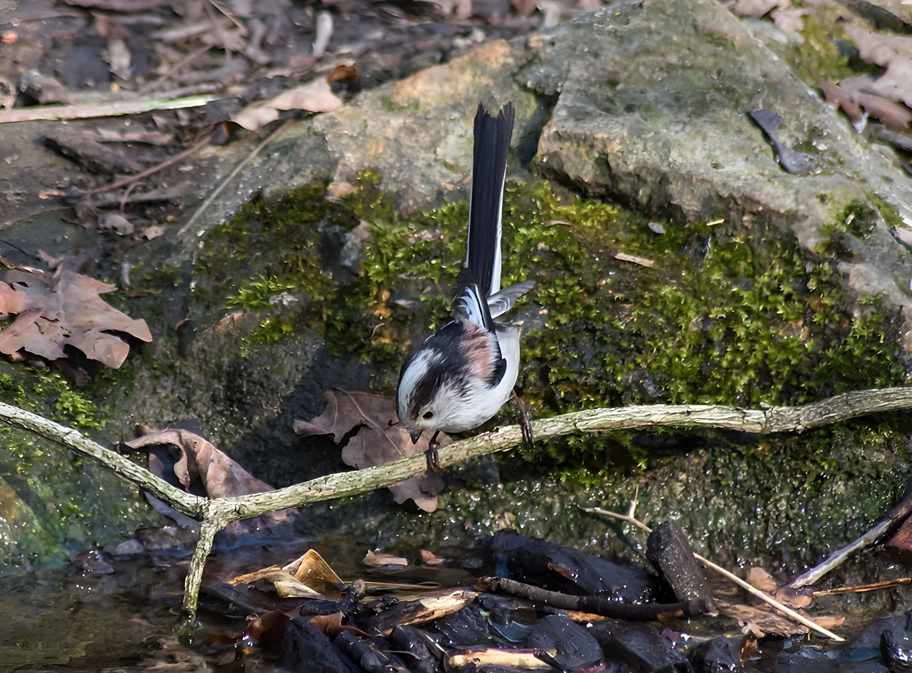Jardin d'Agronomie Tropicale, situé dans le bois de Vincennes