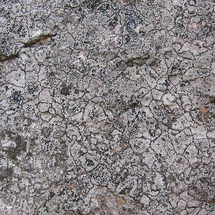 Photo de La Pierre Blanche de Pocé-les-Bois