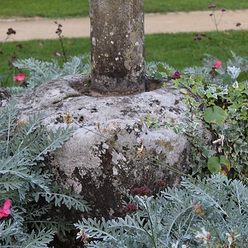 Monument dit de Chilpéric restes