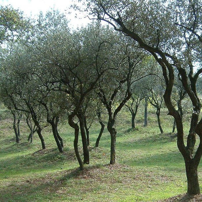 Photo de Fouilles du Glanum à Saint-Rémy-de-Provence