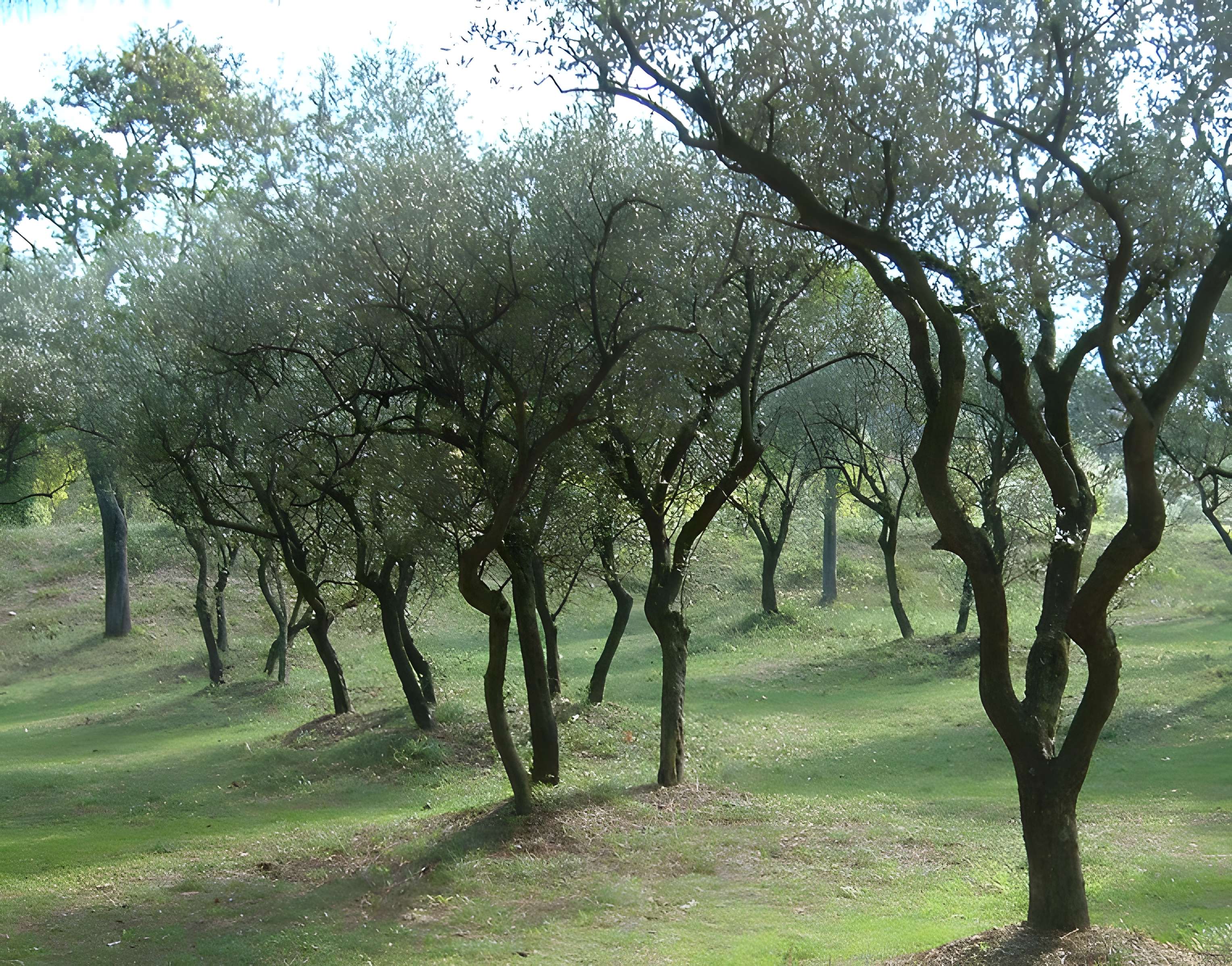 Fouilles du Glanum à Saint-Rémy-de-Provence