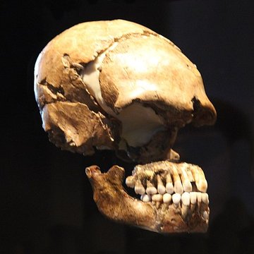 Gisement préhistorique du Moustier à Saint-Léon-sur-Vézère