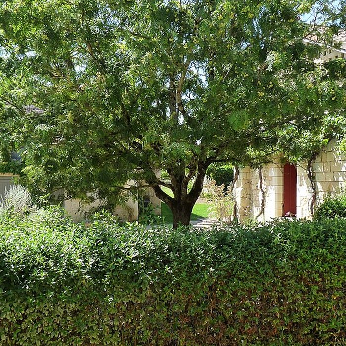 Photo de Maison de Rabelais à Seuilly