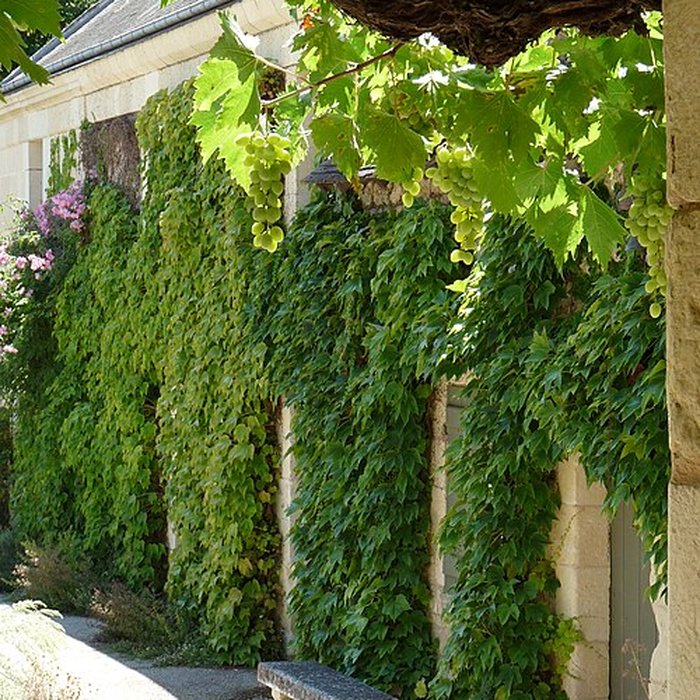 Photo de Maison de Rabelais à Seuilly